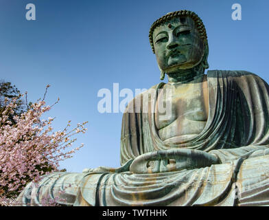 Voller Körper der grosse Buddha von Kamakura und Kirschblüte Baum auf der Seite. Die Skulptur ist eine der wichtigsten Sachen in Japan zu tun Stockfoto