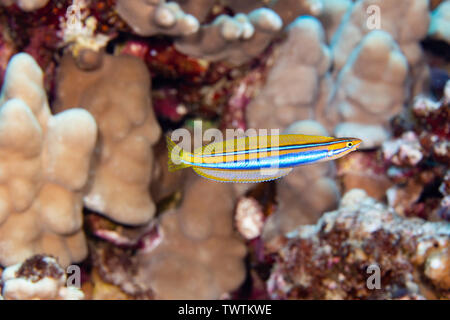 Die ewa blenny, Plagiotremus ewaensis, endemisch ist und Feeds auf der Waage, Haut- und Schleim von anderen Fischen, Hawaii. Es wird auch als fang Zahn blen bekannt Stockfoto