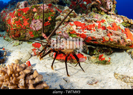 Der gebänderte Langusten, Panulirus marginatus, ist eine endemische Art. Hawaii. Stockfoto