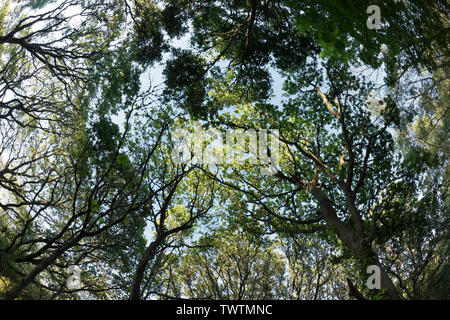 Fish Eye Objektiv Bild eines Baumkronen. Kleine Niederwald in Hengistbury Head ein beliebtes Naherholungsgebiet östlich von Bournemouth Stockfoto