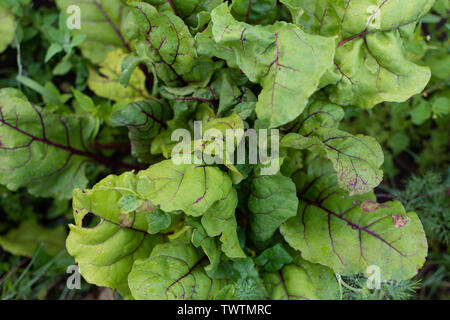 Garten Betten von Rote Beete, frische junge Gemüse aus dem Garten Stockfoto