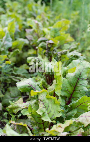 Garten Betten von Rote Beete, frische junge Gemüse aus dem Garten Stockfoto