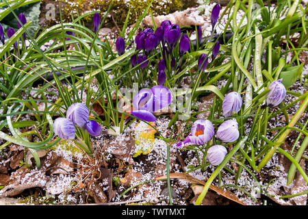 Ein Besprühen der Frühling Schnee in einem Vorort Garten Stockfoto