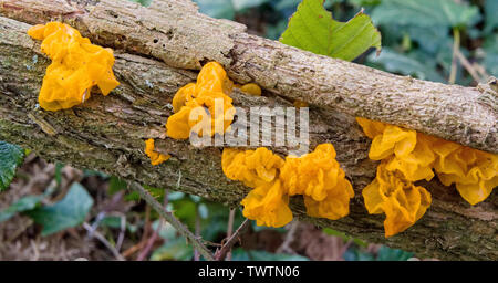 Tremella mesenterica Pilze wachsen auf totem Holz Stockfoto