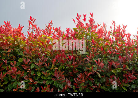 Photinia fraseri Red Robin hedge Bildung Strauch Stockfoto