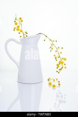 Gelbe Blumen aus Akazienholz Anlage auf eine weiße Vase. High Key still life Fotografie Stockfoto