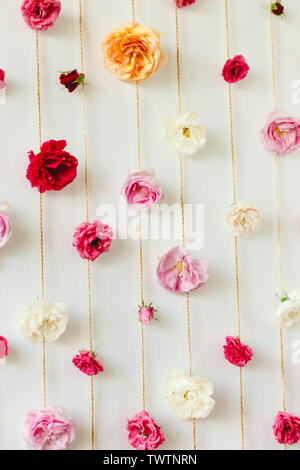 Atemberaubende floral Textur von rosenknospen auf weiße Wand, Natur Blumen Stockfoto