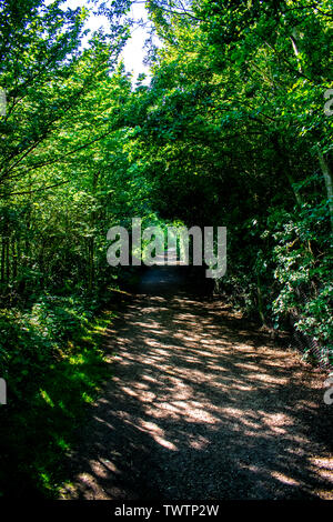 Einen schönen sonnigen Pfad, der durch einen Wald in Oxfordshire, UK läuft Stockfoto