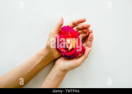 Perfekte rote Rose in der Hand auf weißem Hintergrund, Natur Blumen Stockfoto