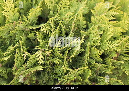 Grüne Wand von cupressus Baum als Hintergrund Textur. Natürliche wallpaper Konzept. Nahaufnahme des cupressus Baum. Schönheit der Natur. Frische Zweig der cupressus Baum. Garten, Park und Wald. Stockfoto