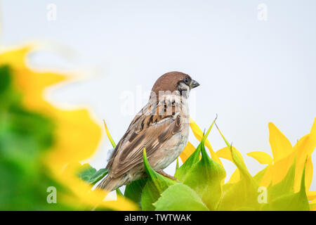 Spatz sitzt auf einem gelben Reif Sonnenblumen gegen den blauen Himmel Stockfoto