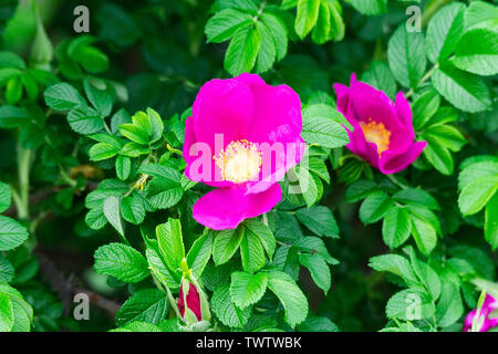 Zweig mit rosa blühenden wilden Rosen. Blühende rose Bush Stockfoto