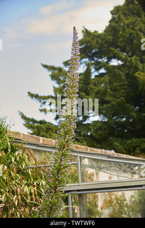 Echium pininana auch bekannt als Giant's Viper bugloss Blauer Turm (Turm von Schmuck) wachsen und blühen in einem ummauerten Garten während der Sommermonate Stockfoto