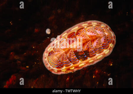 Die blaue Linie chiton, Tonicella undocaerulea, liegt an der Westküste von Kalifornien bis Alaska, British Columbia, Kanada. Stockfoto