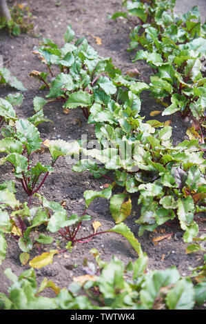 Rote Bete in einem Cottage Garten wachsen, East Yorkshire, UK, GB. Stockfoto