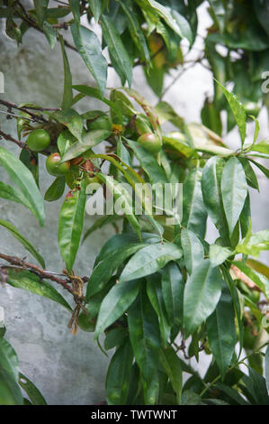 Pfirsich (Prunus Persica) auf einem nach Süden gerichteten Wand in einem Glashaus Stockfoto