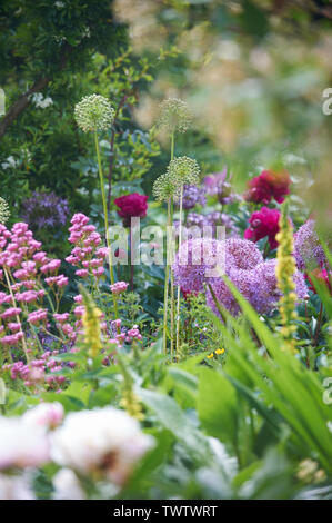 Eine große Auswahl an Sommer blühende Pflanzen in einem Englischen Garten während der Sommermonate, England, UK, GB. Stockfoto