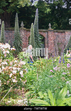 Echium pininana auch bekannt als Giant's Viper bugloss Blauer Turm (Turm von Schmuck) wachsen und blühen in einem ummauerten Garten während der Sommermonate Stockfoto