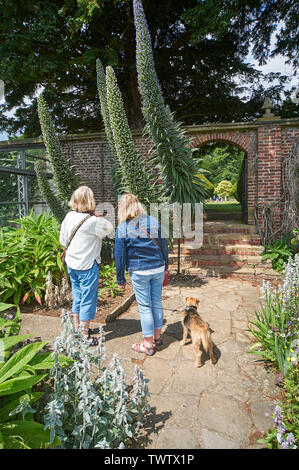 Die Menschen bewunderten die riesigen blütenstände der Gattung Natternkopf (Blauer Turm), das in der ummauerten Garten von Burton Agnes Hall, East Riding von Yorkshire, England, Stockfoto