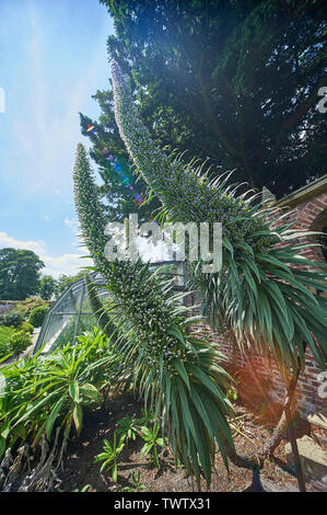 Echium pininana auch bekannt als Giant's Viper bugloss Blauer Turm (Turm von Schmuck) wachsen und blühen in einem ummauerten Garten während der Sommermonate Stockfoto