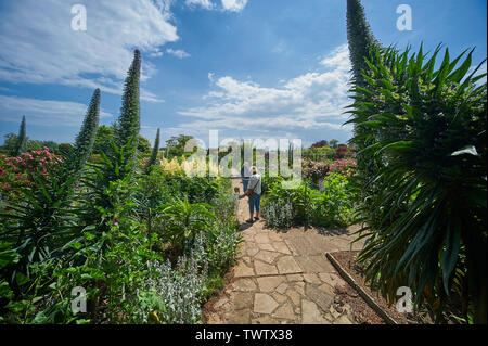 Echium pininana auch bekannt als Giant's Viper bugloss Blauer Turm (Turm von Schmuck) wachsen und blühen in einem ummauerten Garten während der Sommermonate Stockfoto