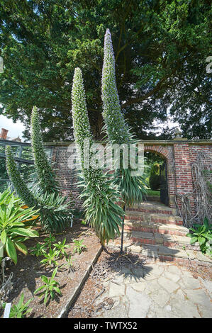 Echium pininana auch bekannt als Giant's Viper bugloss Blauer Turm (Turm von Schmuck) wachsen und blühen in einem ummauerten Garten während der Sommermonate Stockfoto