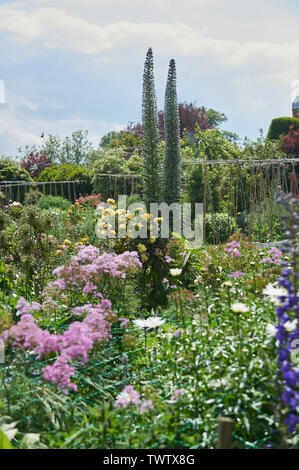 Echium pininana auch bekannt als Giant's Viper bugloss Blauer Turm (Turm von Schmuck) wachsen und blühen in einem ummauerten Garten während der Sommermonate Stockfoto