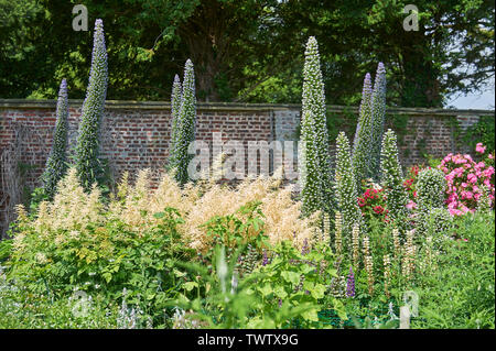 Echium pininana auch bekannt als Giant's Viper bugloss Blauer Turm (Turm von Schmuck) wachsen und blühen in einem ummauerten Garten während der Sommermonate Stockfoto