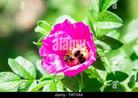 Nahaufnahme der Bumblebee sammeln Pollen in Hund Rosenblüte Stockfoto