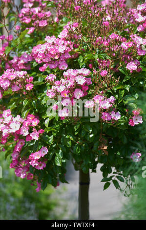 Standard Rose (Rosa Ballerina) Stockfoto