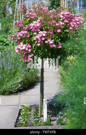 Standard Rose (Rosa Ballerina) Stockfoto