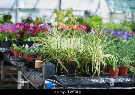 Spider Pflanzen (Chlorophytum comosum) wächst auf einer Bank in einem kommerziellen Gewächshaus zum Verkauf als dekorative Zimmerpflanzen. Stockfoto