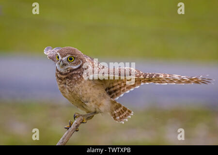 Burrowing Owls (Athene Cunicularia) in Cape Coral Florida Stockfoto