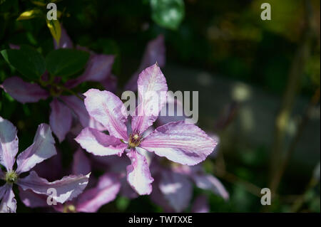 Clematis 'Nelly Moser' Stockfoto
