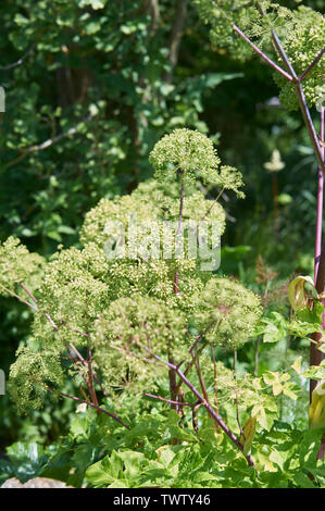 Garten Engelwurz (Angelica archangelica) (Angelica officinalis), Heilpflanzen im Lebensmittelbereich verwendet Stockfoto