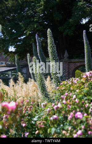 Echium pininana auch bekannt als Giant's Viper bugloss Blauer Turm (Turm von Schmuck) wachsen und blühen in einem ummauerten Garten während der Sommermonate Stockfoto