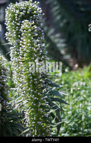 Echium pininana auch bekannt als Giant's Viper bugloss Blauer Turm (Turm von Schmuck) wachsen und blühen in einem waled Garten während der Sommermonate Stockfoto