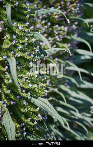 Echium pininana auch bekannt als Giant's Viper bugloss Blauer Turm (Turm von Schmuck) wachsen und blühen in einem waled Garten während der Sommermonate Stockfoto