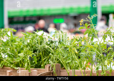 Junge Tomaten Keimlinge in Holzkiste, die auf dem Markt in Belgrad. Verschwommene Menschen als Hintergrund. Stockfoto
