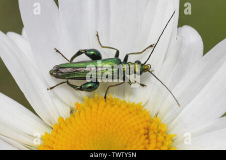 Dicke-legged Flower Beetle Oedemera nobilis (männlich) auf Ox-eye Daisy bei RSPB St Aidans Naturpark, nr Leeds, Großbritannien Stockfoto