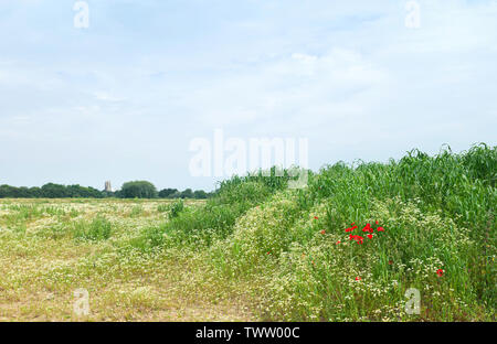 Klatschmohn und Gänseblümchen Abdeckung Land für die Entwicklung mit alten Münster am Horizont auf schönen Sommer morgen zusammen Münster, Beverley, Yorkshire, UK. Stockfoto