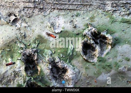 Spuren des Hundes trat in den Schlamm bis zu einer Grundfläche von es. Stockfoto