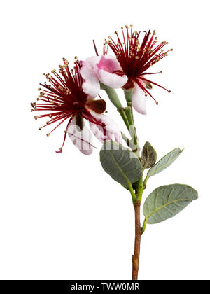 Exotische rot stamened Blumen der Ananas Guave, Acca sellowiana, auf weißem Hintergrund Stockfoto