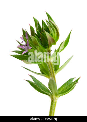 Kleiner schleichender Stamm und winzige Fliederblumen der britischen Wildblume, Feldmader, Sherardia arvensis, auf weißem Hintergrund Stockfoto