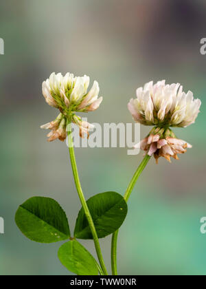 Twin Blütenköpfe der gemeinsamen Futterpflanze und Rasen Unkraut, Weißklee Trifolium repens Stockfoto