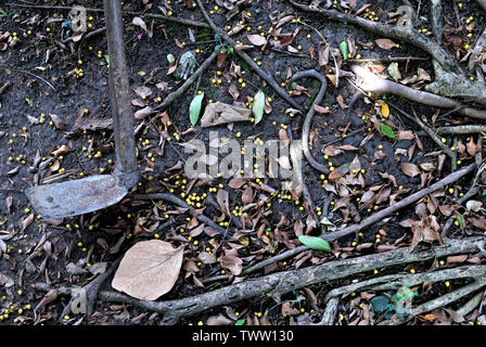 Die Hacke, die im Garten platziert ist hat für eine lange Zeit verwendet worden, bis es verrostet und die Kugeln der Banyan fallen um. Stockfoto