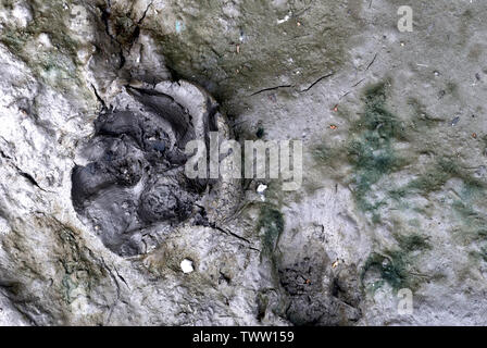 Spuren des Hundes trat in den Schlamm bis zu einer Grundfläche von es. Stockfoto