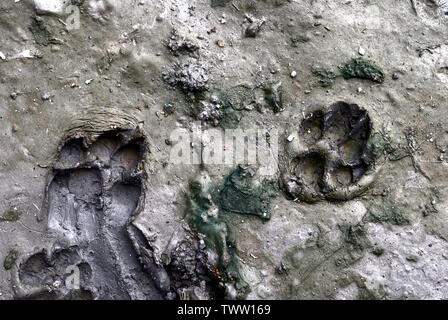 Spuren des Hundes trat in den Schlamm bis zu einer Grundfläche von es. Stockfoto