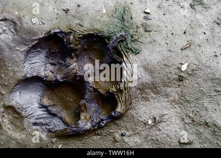 Spuren des Hundes trat in den Schlamm bis zu einer Grundfläche von es. Stockfoto