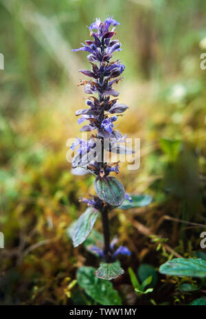 Gemeinsame Bugle, Ajuga reptans, Stockfoto
